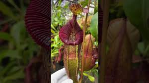 Image result for Burnatia enneandra