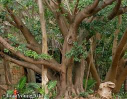 Image result for Ficus lutea