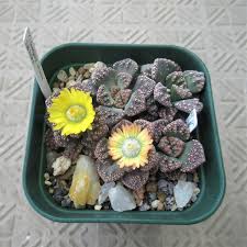 Image result for Cyclantheropsis parviflora