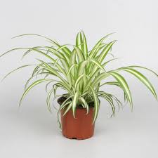 Image result for Chlorophytum comosum