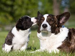 Search for info about dining chairs. Existing Breeders Dog Breeding The Kennel Club