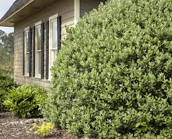 Image result for Feijoa sellowiana