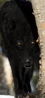 Beautiful black wolf with green eyes. Pin On Wolf Older Pins