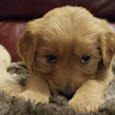 A strong line of golden retrievers. Golden Retriever Puppies For Sale Sorento Il 321796