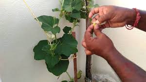 Snake gourd (trichosanthes cucumerina l. Hand Pollinating Gourds Youtube