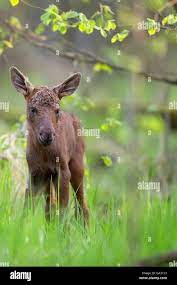 Baby moose hi-res stock photography and images - Alamy