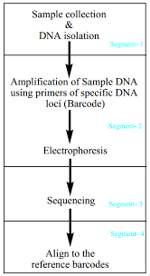 Flow Diagram Of Four Segments In Dna Barcoding Download