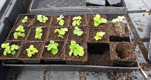 How to transplant a strawberry in the spring? Transplanting Strawberry Seedlings Grow Shop