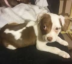 Maybe you would like to learn more about one of these? Las Vegas Nv Border Collie Meet Winston A Pet For Adoption