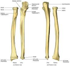 The foot bones shown in this diagram are the talus, navicular, cuneiform, cuboid, metatarsals and calcaneus. Anatomy Of Ulna Bone 6 Best Images Of Ulna Blank Diagram Radius And Ulna Bone Diagram Ulna Bone Radius And Ulna Anatomy Bones