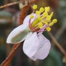 Image result for Hypertelis salsoloides