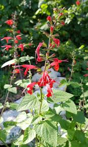 Image result for Salvia coccinea
