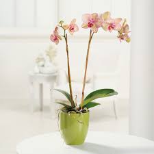 Full demographic report of gilbert, az population including education levels, household income, job market, ethnic makeup, and languages. Phalaenopsis Orchid In Gilbert Az Be Loved Flowers Events