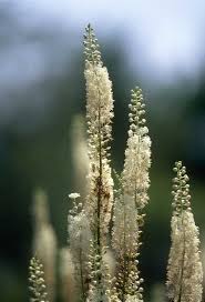 Ask The Herbalist 5 Herbs For Women S Health