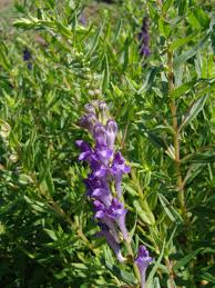 Image result for Equilabium stenosiphon