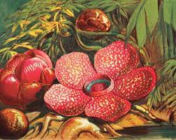 Big And Stinky Rafflesia Arnoldii The Largest Flower On Earth