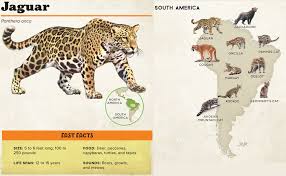 The markings on the coat are darker on juveniles, especially those on the sides of the body. The Big Book Of Wild Cats Fun Animal Facts For Kids Smith Rachael 9781646110605 Amazon Com Books