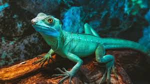 Maybe you would like to learn more about one of these? Green Basilisk Lizard National Geographic