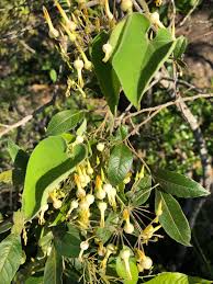 Image result for Riocreuxia torulosa