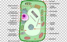 Check spelling or type a new query. Plant Cell Organelle Cell Nucleus Png Clipart Animal Area Biology Cell Cell Membrane Free Png Download