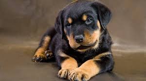 Check out our website for more info: Pin On Pets I Would Love