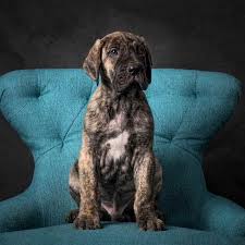 Find great dane puppies and breeders in your area and helpful great dane information. Blue Brindle Great Dane Puppies For Sale Petsidi