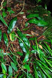 Image result for Elaphoglossum kivuense