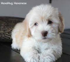 Those that place a deposit before the litter is born are asked to make their decision by the time puppies reach three to four weeks of age. Puppies For Sale Havahug Havanese Puppies