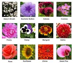Must learn about 44 best cut flowers you can grow in pots or garden bed! Pin On Backyard Jazzed Up