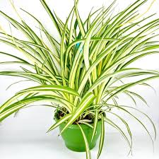 Image result for Chlorophytum minor