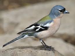 Image result for Afrosolen setifolius