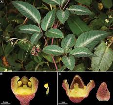 Image result for Cyphostemma heterotrichum