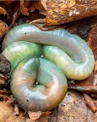 Image result for Alloeochaete