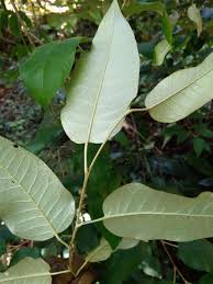 Image result for Croton dichogamus