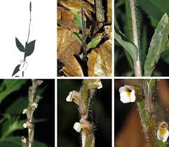 Image result for Zeuxine elongata