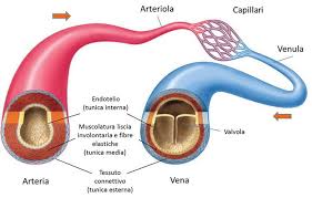 Risultati immagini per vasi arteriosi