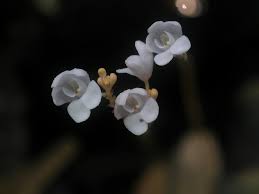 Image result for Didymoplexis