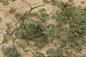 Image result for Trigonella anguina