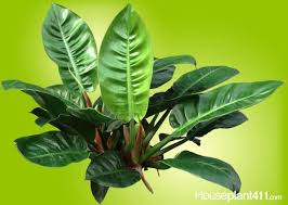 Philodendron Emerald Prince How To Grow Https Www Houseplant411 Com Houseplant Philodendron Congo How To Grow Plant Ca Plant Pests Philodendron Plant Plants