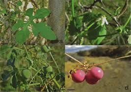 Image result for Corallocarpus welwitschii