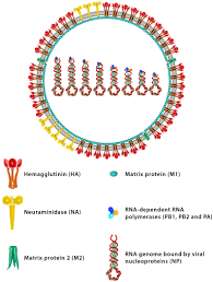 Host Immune Response Inspired Development Of The Influenza Vaccine Annals Of Allergy Asthma Immunology
