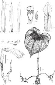 Image result for Nervilia adolphi