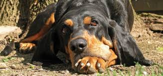 Bluetick coonhounds are good at treeing animals, especially raccoons. The Black And Tan Coonhound Modern Dog Magazine