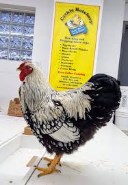 Browse 38 silver laced wyandotte stock photos and images available, or start a new search to explore more stock photos and images. Black Laced Silver Wyandotte Chicken For Sale Show Type Cackle Hatchery
