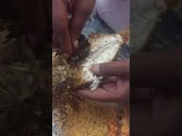 نصب واحتيال مطعم المرجان للأسماك بطريق المدينه بين جده وذهبان Youtube