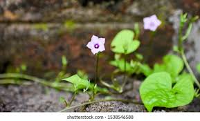 Image result for Ipomoea turbinata