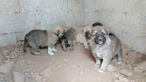 balikesir kangal ciftligi