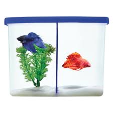 All you need to know. Top Fin Twinsies Betta Tank Fish Aquariums Petsmart