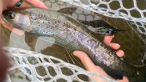 Its our primary goal to make your next fishing adventure more rewarding by sharing tips and products that will make you a better fisherman. Arctic Grayling Return To Michigan As Reintroduction Initiative Gains Momentum Wzzm13 Com