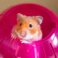 We did not find results for: 30 Cute Hamster Pictures You Need To See Funny Hamster Photos